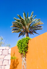 A palm tree behind an orange wall in Mexico