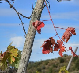 red lraf in the vineyard against the blue sky