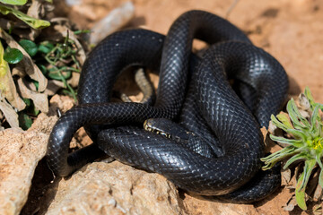 Black western whip snake, Hierophis viridiflavus, basking in the sun on a rocky cliff in Malta