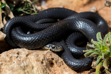 Black western whip snake, Hierophis viridiflavus, basking in the sun on a rocky cliff in Malta
