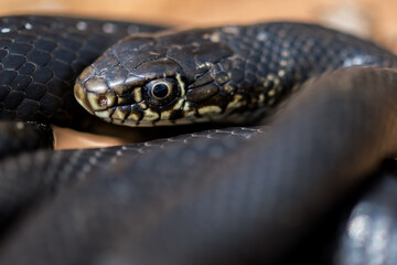 Black western whip snake, Hierophis viridiflavus, basking in the sun on a rocky cliff in Malta