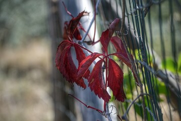 red leaves beyond a fence