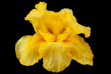 Fototapeta na wymiar Yellow iris flower closeup on black