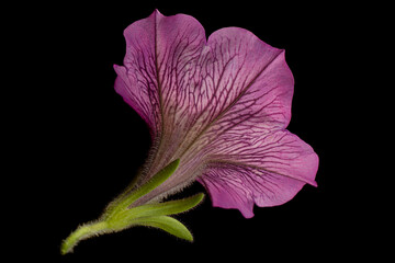 Naklejka premium Petunia flower head closeup