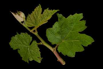 Young grape leaf