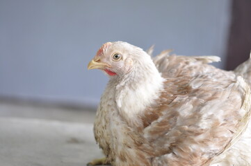 chicken and chicken production at the poultry farm