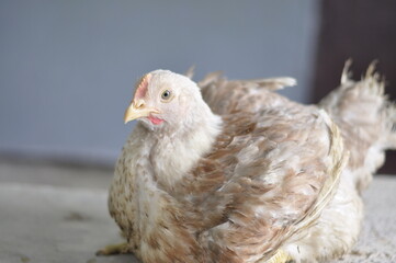 chicken and chicken production at the poultry farm