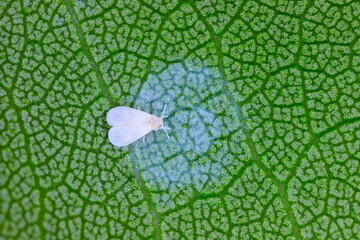 The ash whitefly, Siphoninus phillyreae (latin name), a pest of numerous ornamental and fruit...