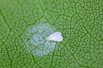 The ash whitefly, Siphoninus phillyreae (latin name), a pest of numerous ornamental and fruit...
