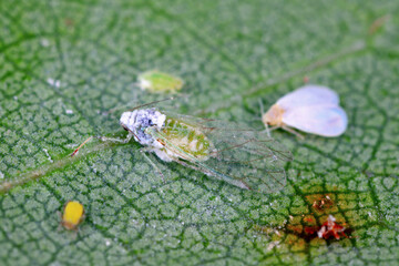 The ash whitefly, Siphoninus phillyreae and the mealy plum aphids, Hyalopterus pruni, pests of numerous ornamental and fruit, including citrus: pear, plum, pomegranate, ash tree, peach, apple, loquat.