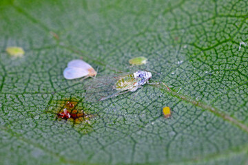The ash whitefly, Siphoninus phillyreae and the mealy plum aphids, Hyalopterus pruni, pests of numerous ornamental and fruit, including citrus: pear, plum, pomegranate, ash tree, peach, apple, loquat.