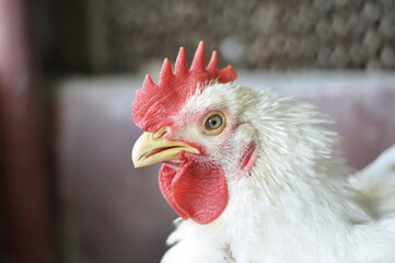 chicken and chicken production at the poultry farm