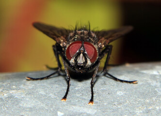 Close Up Of a Garden House Fly with Red Eyes Looking at the Camera Lens