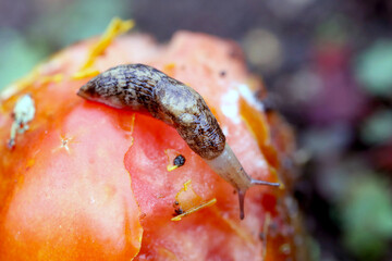 Slug - plant pest on tomato. Snails It eats a variety of plants in the garden including vegetables, flowers and herbs. © Tomasz