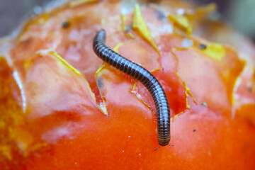 A busy millipede crawling eating tomato in the garden by the house .