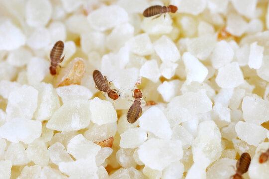 Psocids of the genus Liposcelis - Psocoptera - booklice, barklice or barkflies, a well known as pests of stored products. Insects on semolina at high magnification.