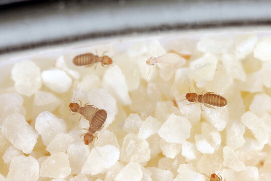 Psocids of the genus Liposcelis - Psocoptera - booklice, barklice or barkflies, a well known as pests of stored products. Insects on semolina at high magnification.
