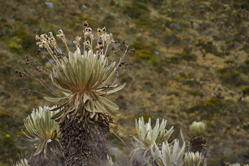 Obraz premium Frailejon Nevado del cocuy