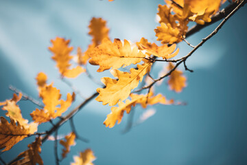 branch with yellow oak leaves