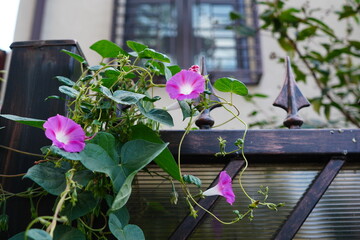Morning glory climbing plant with purple flowers on wrought iron fence of house, with a window in the background - obrazy, fototapety, plakaty