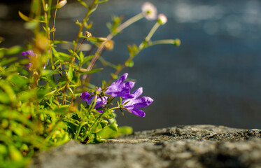 purple flower as a background in nature