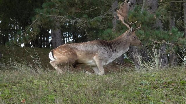 male fallow deer standing up and walking away