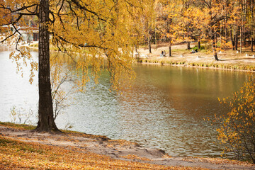 Obraz premium autumn in the park with a lake and trees with yellow leaves