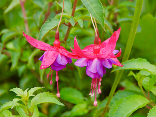 Bright colorful fuchsia flowers blooming in Ireland