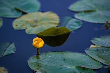 lily flower floating on water - obrazy, fototapety, plakaty