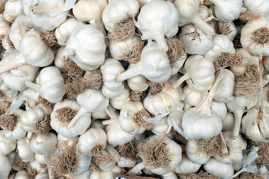 The garlic stock image