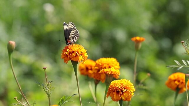 butterfly on cempasuchil flower
