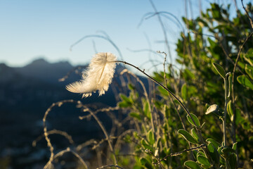 light soft feather in a bush at sunset symbol for lightness memory and change