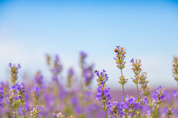 Naklejka premium Lady Bird on Flower Lavender, LadyBugs on Purple Lavender