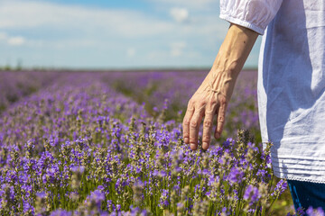 The old woman's hand touches lavender on the field