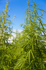 Fototapeta premium Cannabis leaves of a plant with blue sky on the background