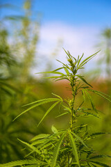 Green cannabis marijuana plant in field