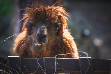 lama grin © Liene