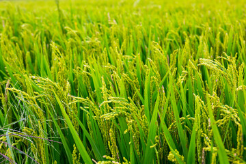 Fototapeta premium Background with paddy rice field