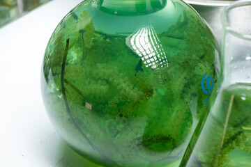 Photobioreactor in medical science laboratory algae fuel biofuel industry, nature algal research, energy and healthcare treatment biotechnology, coronavirus covid-19 vaccine, eco living sustainable