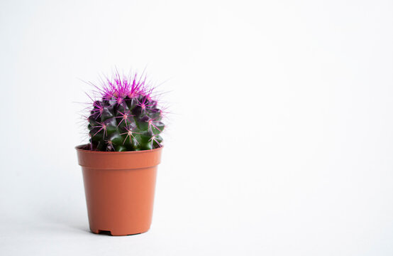 cactus with purple prinkles in little  flower pot on white backgrounds