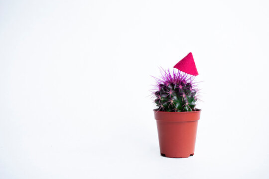 cactus with merry christmas hat with purple prinkles in little  flower pot on white backgrounds