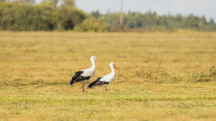 Obraz na płótnie Canvas Storks in the field in the wild.