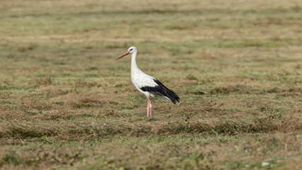 Stork in the field in the wild.