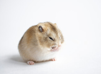 cute  brown hamster on white background