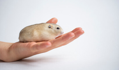 cute  brown hamster on human hand on white background