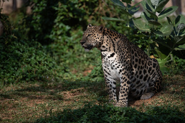 Fototapeta na wymiar Beautiful adult leopard sitting near water lake in open and dense forest looking away during daytime under sunlight