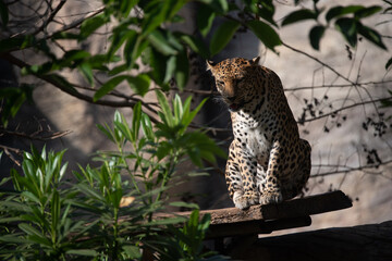 Beautiful adult leopard sitting near water lake in open and dense forest looking away during daytime under sunlight