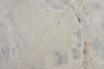 Tern Bird Footprints in the Wet Beach Sand