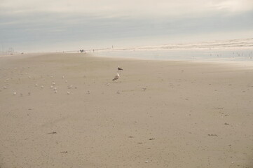 White Seagulls and Terns on Tan Sandy Beach at Ocean's Edge in Morning Light