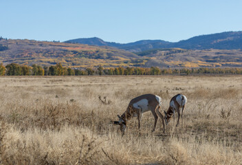 Pronghorn Antelope Bucks in Grand Teton National Park Wyoming in Autumn